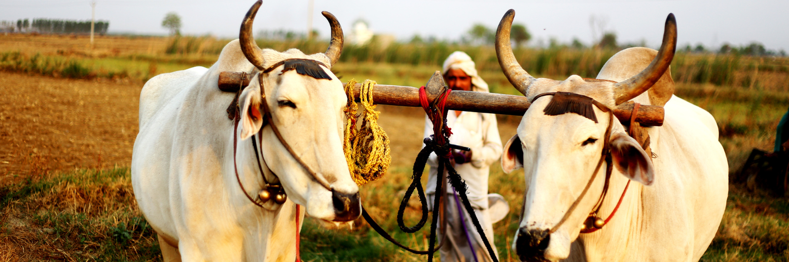 Haryana Slider